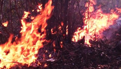 Fallece brigadista que combatió incendio forestal en Mascota, Jalisco