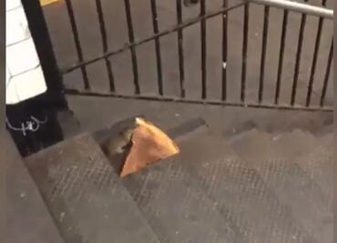 Rata se vuelve sensación en Twitter por robar pizza