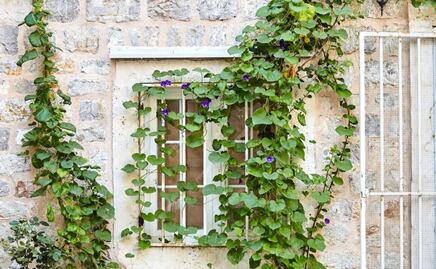Cómo diferenciar los distintos tipos de hiedras