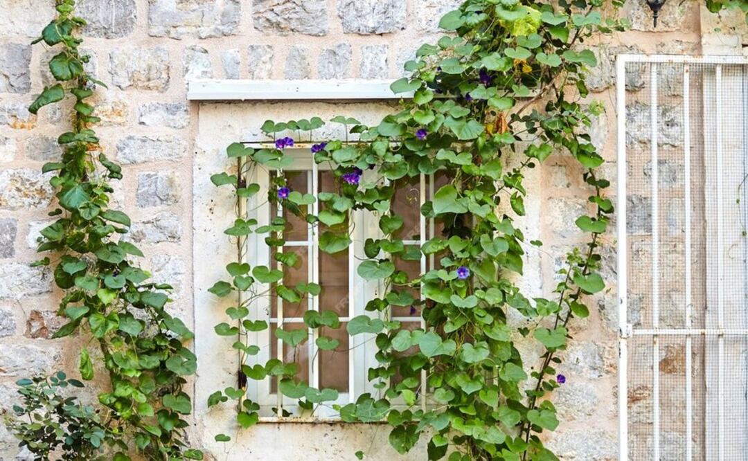 La hiedra es una de las plantas treparadoras más conocidas. Fuente: Freepik.