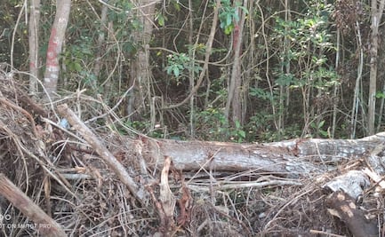 Exigen freno a tala masiva de selva para obras del Tren Maya; advierten riesgo para acuífero subterráneo