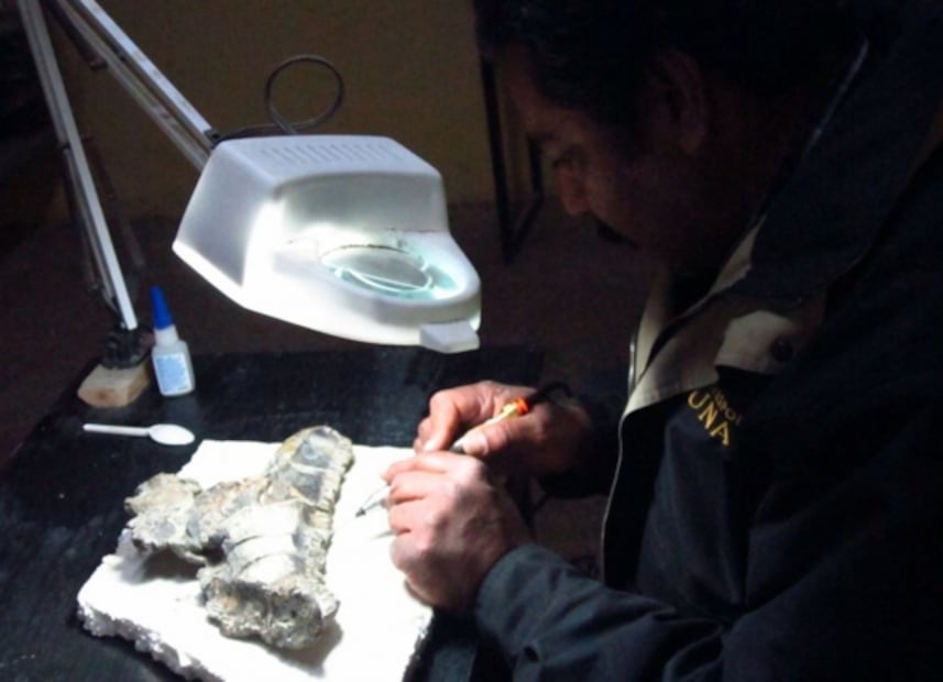 Identifican en México una nueva especie de dinosaurio que vivió hace 73 millones de años