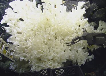 Descubren 30 especies en las profundidades marinas de los Galápagos