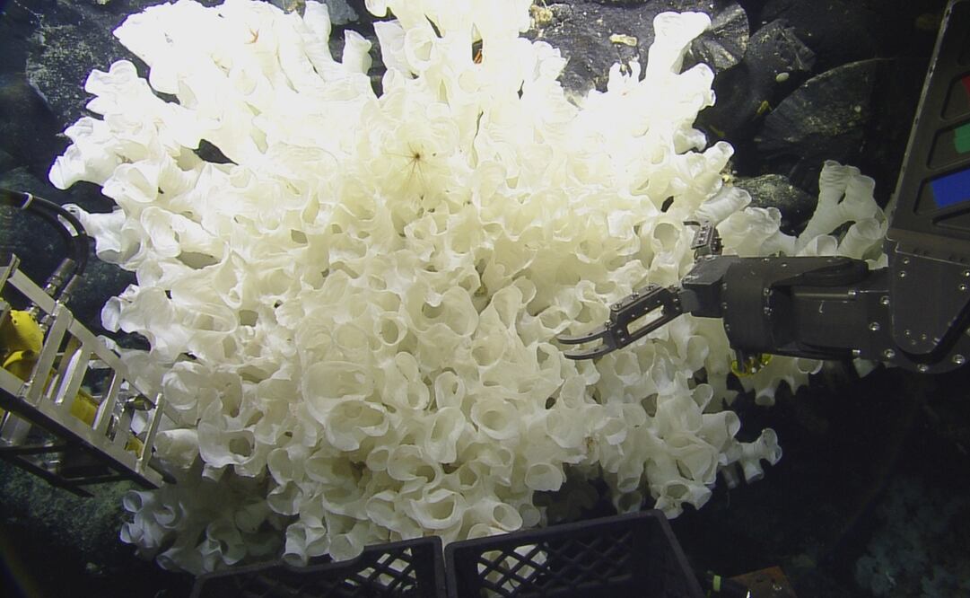 Foto: EFE/Ocean Exploration Trust Nautilus Live/Ministerio del Ambiente y Agua de Ecuador 