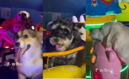 VIDEO: Perritos derriten corazones en la red al subir a un carrusel mecánico