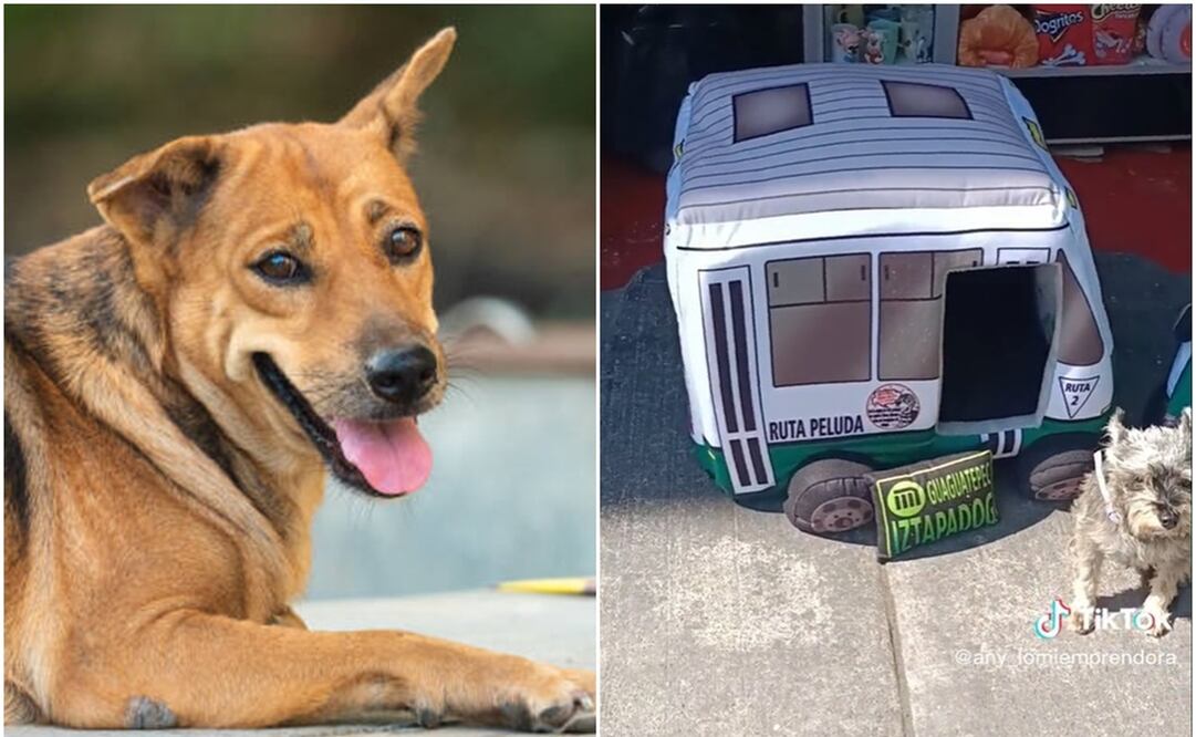 Foto: Pixabay y tomada de video @Any_garritasguerreras