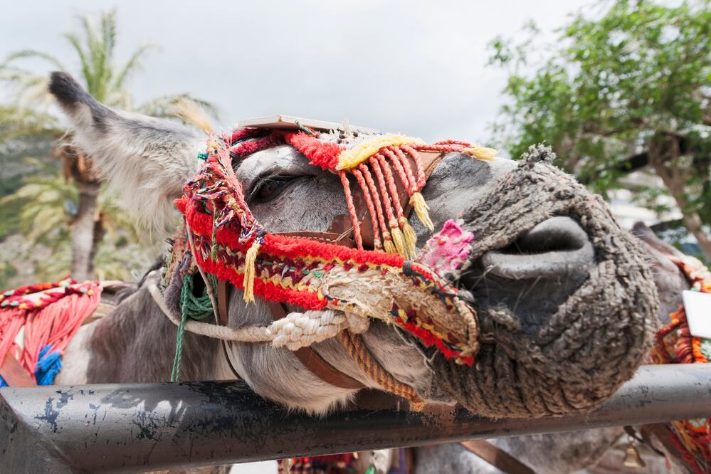 Burritos en el pueblo de Mijas, en Málaga. (Foto: Istock)