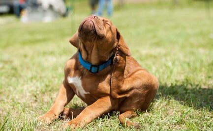 ¿Tu perro tiene sarna? así puedes identificarlo, según un veterinario; todo lo que debes saber