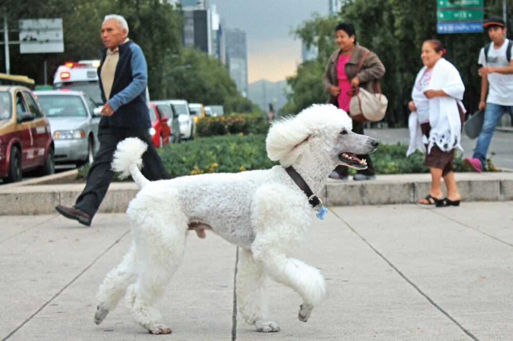 La aplicación ya está disponible para dispositivos Android. En las siguientes semanas llegará a los iPhones. ARCHIVO EL UNIVERSAL