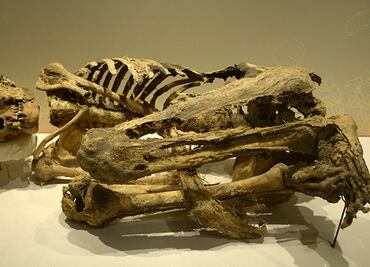 Momias, ilusiones de vida eterna, en el Museo de El Carmen