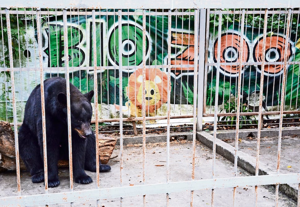 La mayoría de las especies silvestres fueron rescatadas de circos, como este oso negro. A algunos incluso les retiraron las garras y dientes (PATRICIA MORALES)