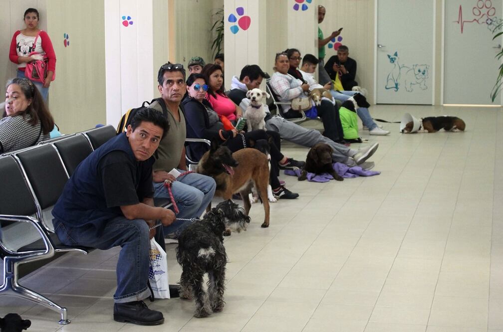 El hospital cuenta con 11 áreas, las cuales se dividen en 25 estancias, 3 áreas comunes, área de estacionamiento, de aseo para el personal y 60 jaulas techadas. Foto: Cortesía sedesadf