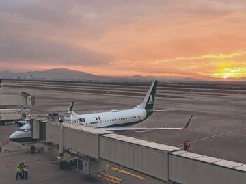 Fauna localizada en el AIFA se entregará a Semarnat