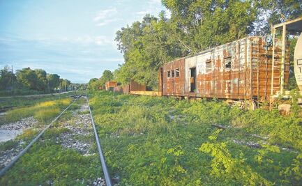 Gobierno va por desmontar más de 11 mil árboles en fase 1 del Tren Maya