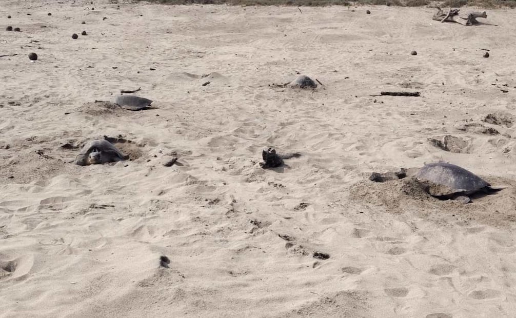 Arriban 11 mil 290 hembras de tortuga golfina al Santuario Playa Escobilla, en Oaxaca. Foto: Conanp
