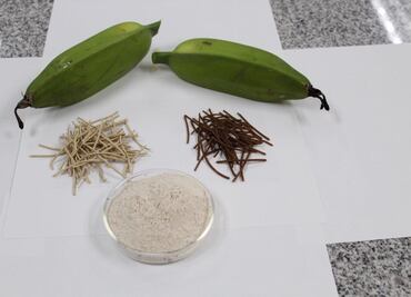 Politécnicos usan plátano macho para prevenir diabetes y cáncer de colón