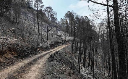 Incendio forestal arrasa con más de mil hectáreas en Tlaxcala; Conafor reporta más daño del reconocido por autoridades estatales