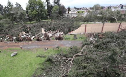 Por tormenta, caen más de 150 árboles en el Seminario Diocesano de Toluca
