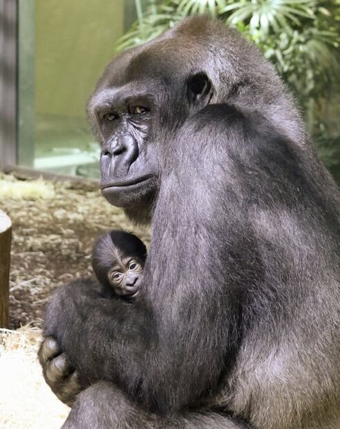 Selfies: El riesgo de contagiar con Covid-19 a gorilas