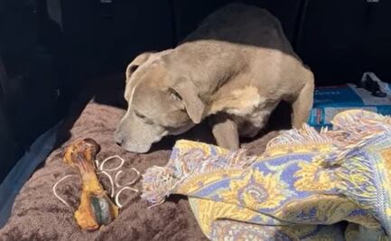 La increíble historia de la perrita que volvió a su casa después de 12 años de estar perdida