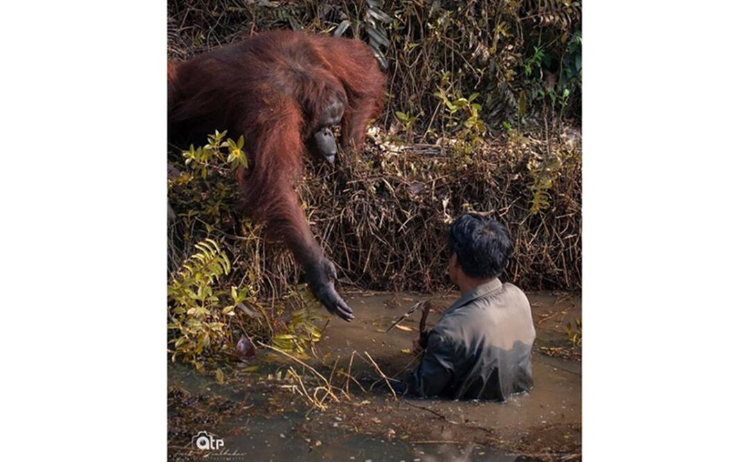 La orangutana Anih intenta ayudar a un trabajador (Foto: Instagram)