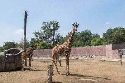 Celebran 55 años del Zoológico de San Juan de Aragón