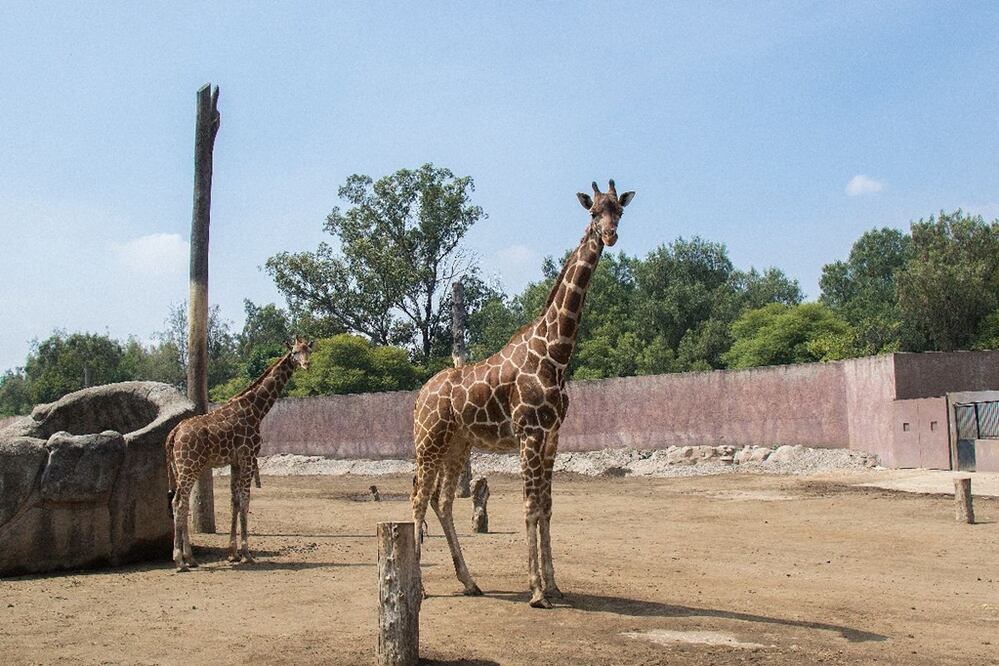 Foto: Archivo/El Universal