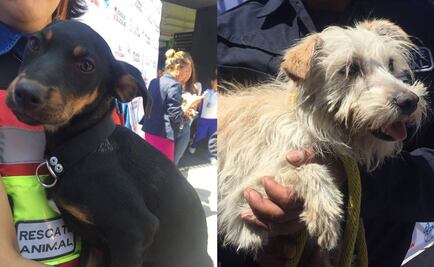 "Uno menos en la calle" busca concientizar sobre adopción de perros y gatos