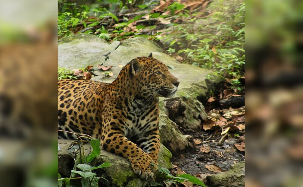 Muere “Gaby”, jaguar de 20 años, en el Zoomat de Tuxtla Gutiérrez, Chiapas; tenía padecimientos propios de su edad.
Foto: Zoomat Chiapas.