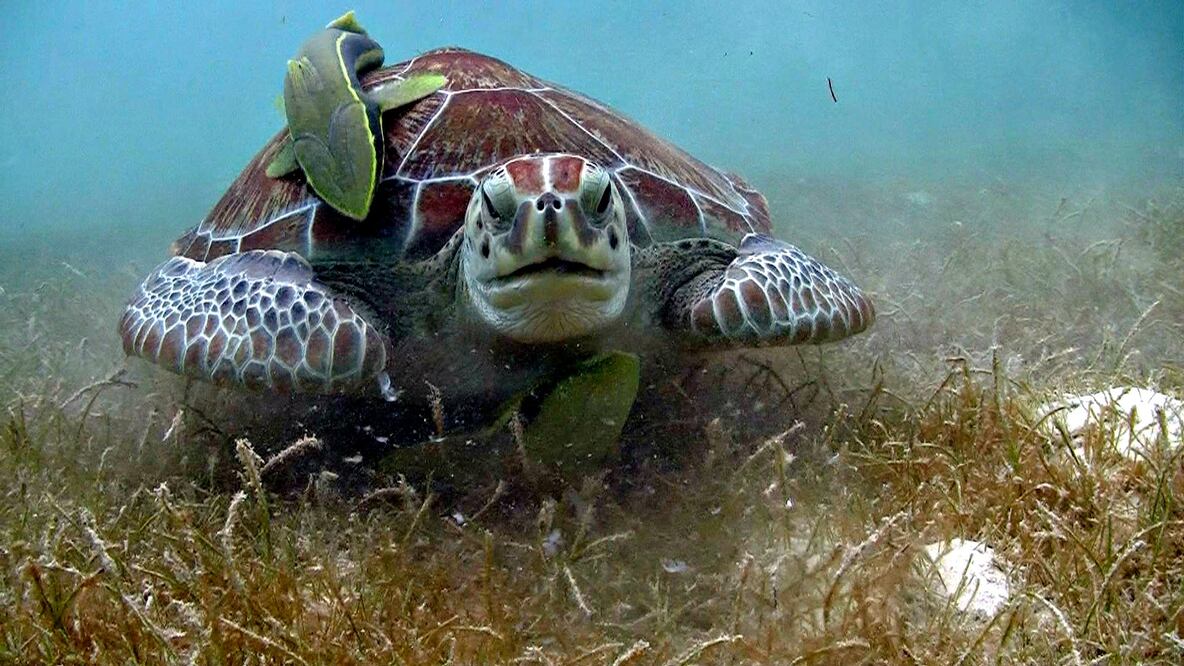 Nada con tortugas en Akumal, cerca de Tulum (Foto: EcoColors Tours)