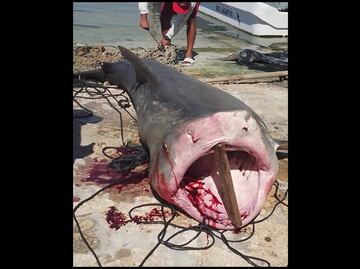 Ribereños de San Felipe capturan enorme tiburón en costas de Yucatán