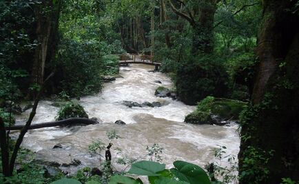 Lanza WWF estrategia para proteger biodiversidad