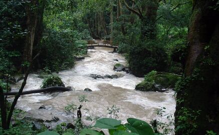 Lanza WWF estrategia para proteger biodiversidad