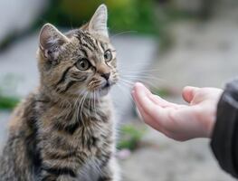 ¿Los gatos pueden guardar rencor?; esto opinan los expertos en bienestar animal