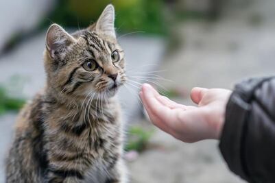 ¿Los gatos pueden guardar rencor?; esto opinan los expertos en bienestar animal