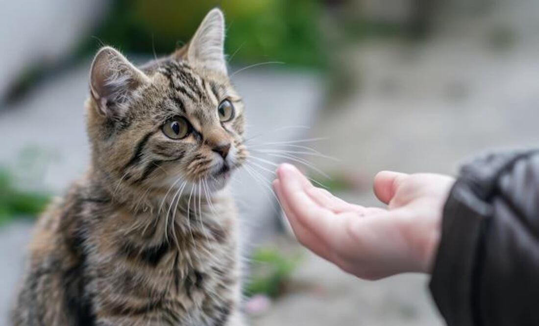 No todos los castigos son efectivos ni beneficiosos para los gatos. Fuente: Freepik.