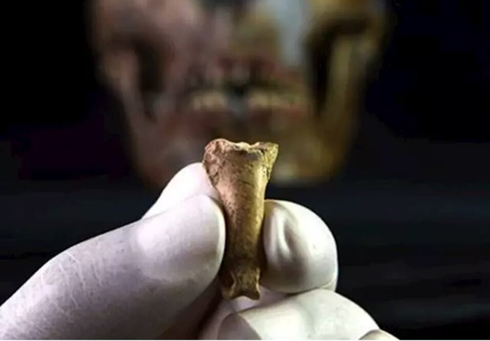 Falange de un águila encontrada en la Cueva Foradada. Foto: Europa Press