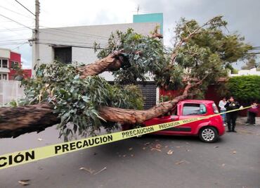 Árbol de 16 metros de altura cae sobre vehículo en Iztapalapa; hay una mujer lesionada