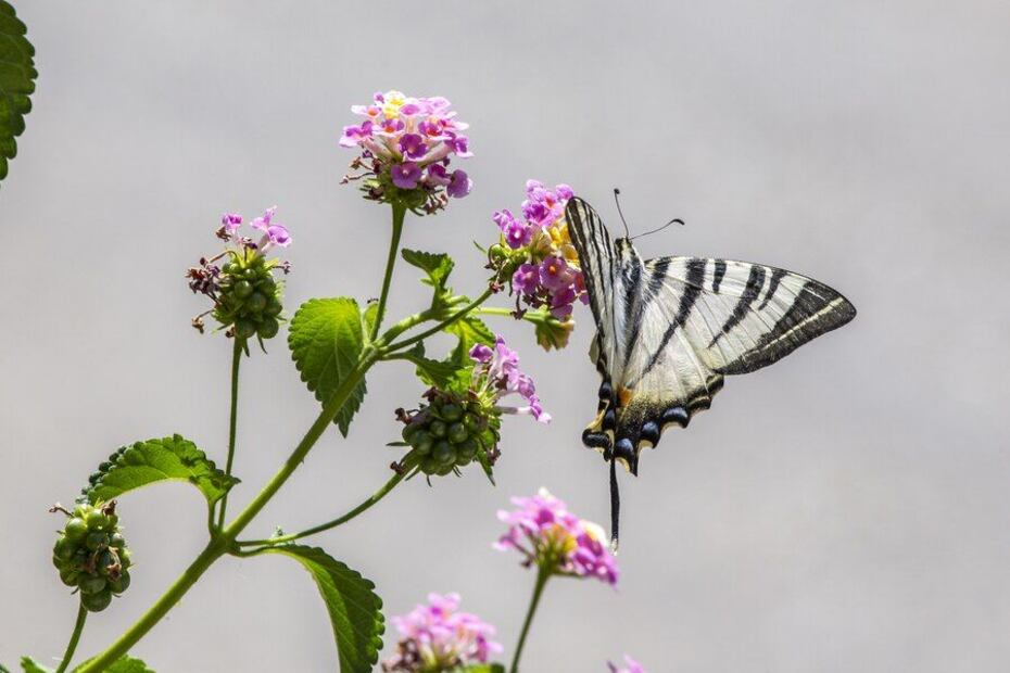 Creando un paraíso para mariposas. Fuente: Freepik.