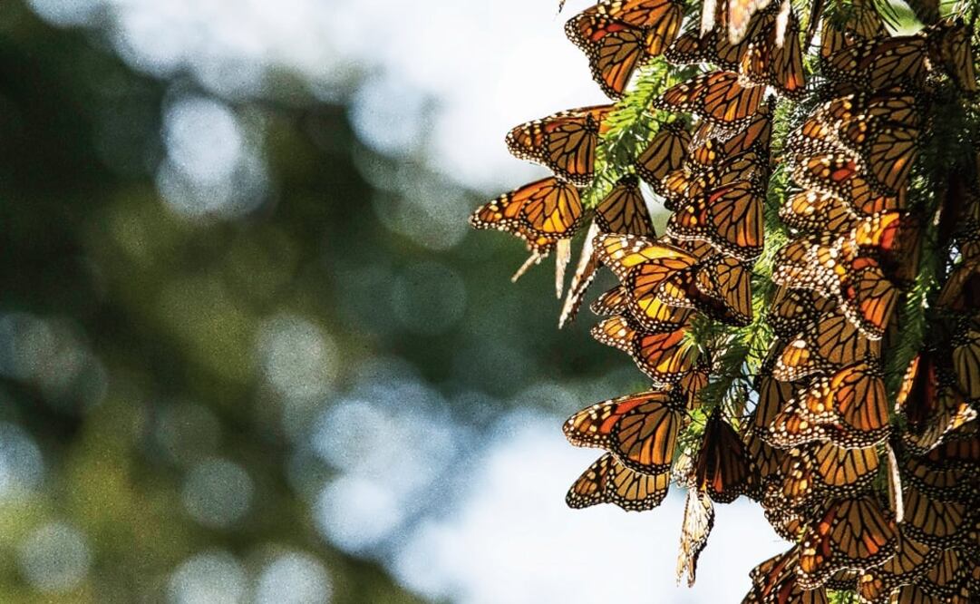 Thousands of monarch butterflies are still flying in during this season, though many have lagged behind due to storms and cold fronts - Photo: File photo/AP