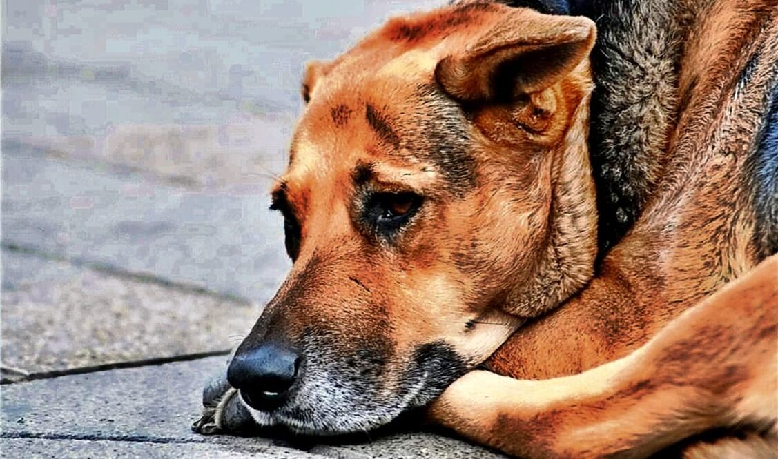 A través del olfato, los lomitos son capaces de identificar los altos niveles de cortisol, una hormona que se produce en momentos de estrés y ansiedad. Foto: archivo/EL UNIVERSAL