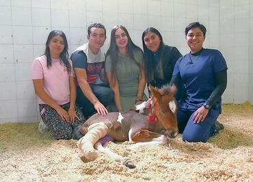Prótesis, una opción para no sacrificar caballos