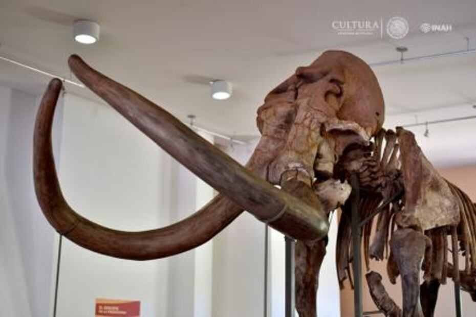 El mamut que cambió la vida de una comunidad de Sonora