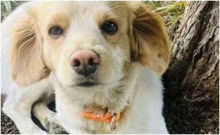 Vecinos y activistas exigen justicia para “Coco”, perrita baleada en Aguascalientes; fue atacada por un vecino