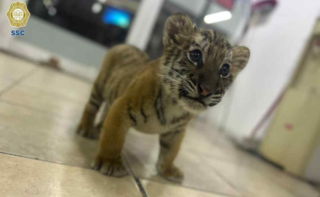 Elementos de la policía capitalina rescataron al tigre cachorro. Foto: Especial