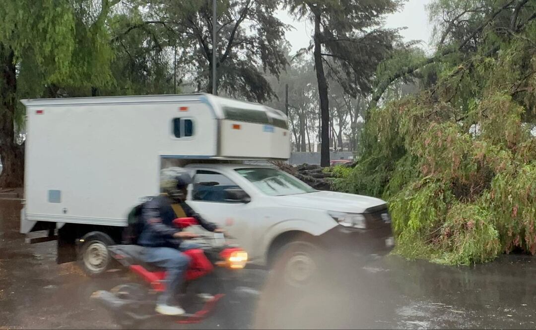Ráfagas de viento y lluvias derriban árboles en CDMX, provocando tráfico en varias vialidades. Foto: Juan Carlos Williams