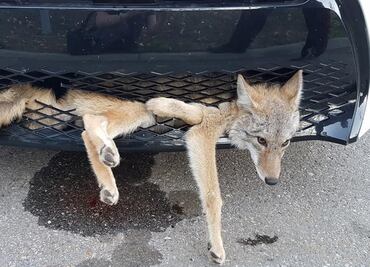 Coyote viaja en la parrilla de un coche y sale ileso; video se hace viral
