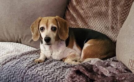 Perrito se reencuentra con su familia 8 años después de desaparecer