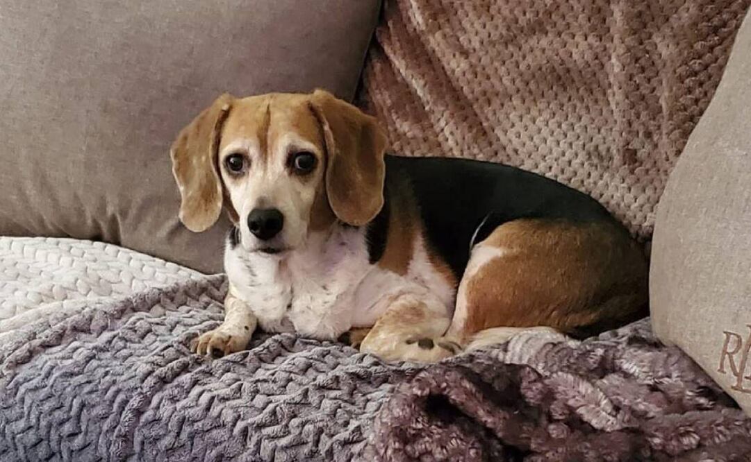 Roscoe apareció en Idaho después de 8 años. Foto: Facebook Shae DeBerry