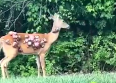 Captan a ciervos con protuberancias en la piel; conejos y ardillas también presentan virus del papiloma de Shope